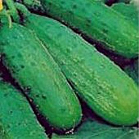 Sumter Cucumbers Seeds Etsy
