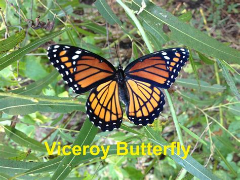 Viceroy Butterflies The Other Monarch Our Mississippi Home