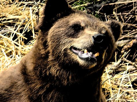 Brown Bear Smiling Photograph By Derek Swift