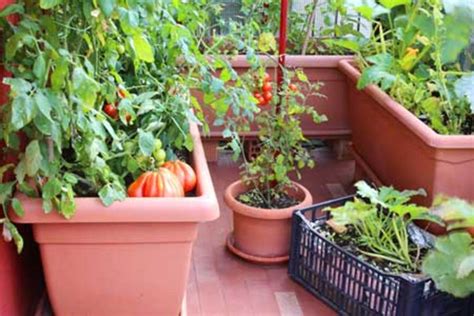 Grow A Small Space Vegetable Garden With These Tips Horticulture