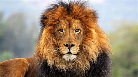 Animals Muzzle Lion Sight Opinion Mane Wool Hd Wallpaper Pxfuel