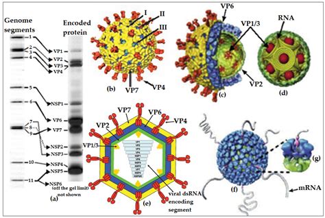 Infants should get either of the two available rotavirus vaccines Vaccines | Free Full-Text | Overview of the Development ...