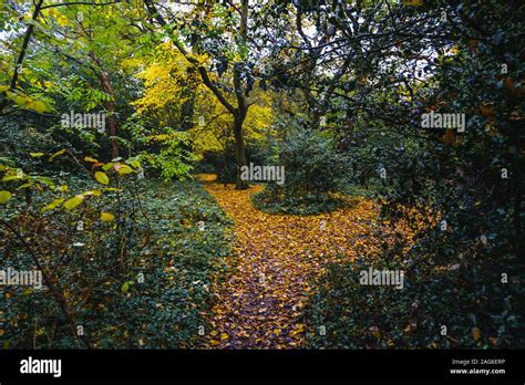 Londonuk 111119 Bright Colours In Epping Forest London Stock