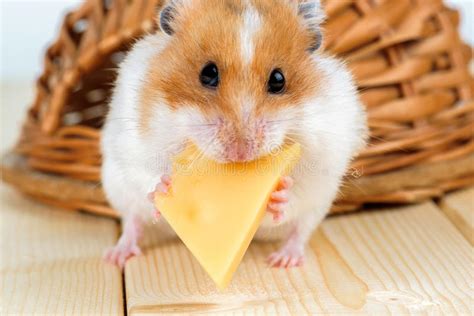 Hamster Funny Animal Hamster Eating Cheese Stock Photo Image Of