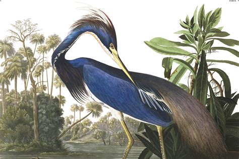 Blue Heron Wallpaper Mural Audubon Prints John James Audubon Birds