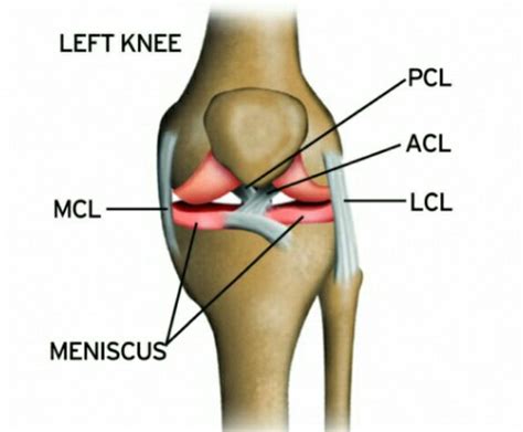 The sample acl includes an owner element that identifies the owner by the aws account's canonical. ACL Injury Prevention - Flex Physical Therapy in Council ...
