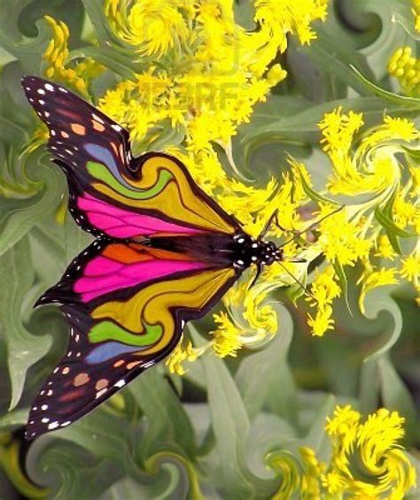 Butterfly With Beautiful Colours Most Beautiful Butterfly Beautiful
