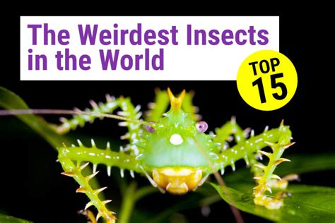 Top 15 Weirdest Insects In The World