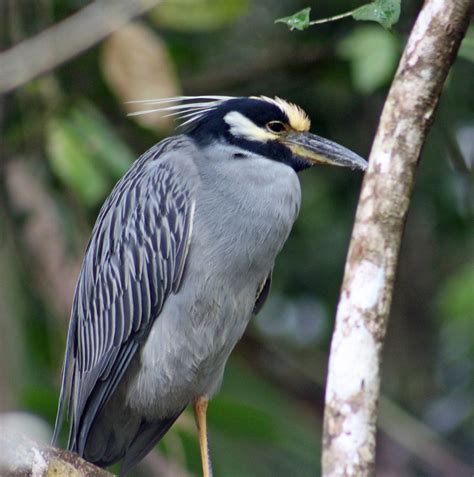 The Other Birds Tortuguero Retired In Costa Rica