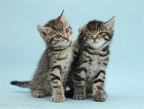 Two Cute Tabby Kittens On Blue Backgrounds Photo Wp37816 Desktop Background