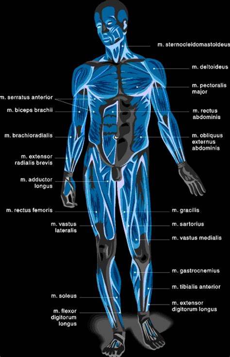 Anyone entering the medical field, as well as those already operating in one, should have a solid understanding of muscles, both their structure and their uses. Muscle Charts