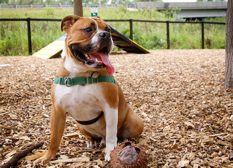 The 6 Best San Antonio Dog Parks The Dog People By