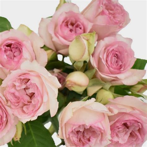 Spray Garden Rose Pink Wholesale Blooms By The Box