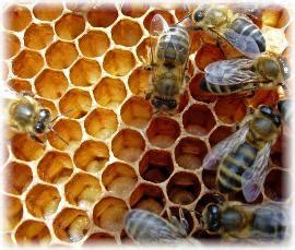 I would say how long depends on the weather, the honey flow etc. How do Bees Make Honey?