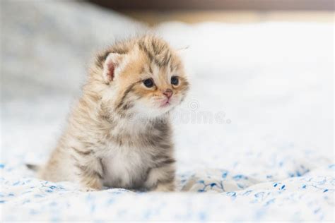 Cute Tabby Kittens Sitting Stock Photo Image Of Beautiful 73800270