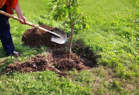 Best Soil For Planting Trees 6 Types Of Soils For Tree Growth