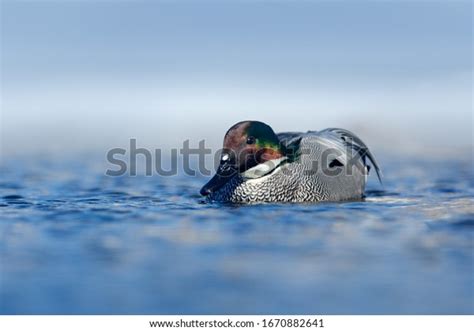 Falcated Duck Mareca Falcata Water Surface Stock Photo 1670882641