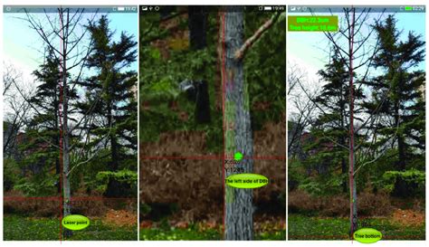 The Interface For Calculating Tree Height And Dbh In A Single Photo