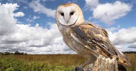 Barn Owl Animal Pictures A Z Animals
