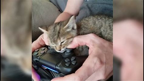 Kitten Falls Asleep On Ps4 Controller During Game