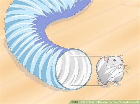 How To Train A Hamster To Run Through Tunnels 14 Steps