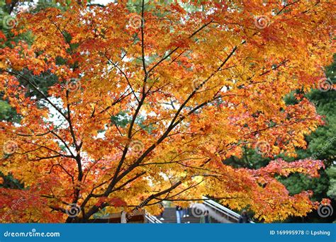 Autumn Foliage Special Feature Red Maples In A Park In Japan Stock
