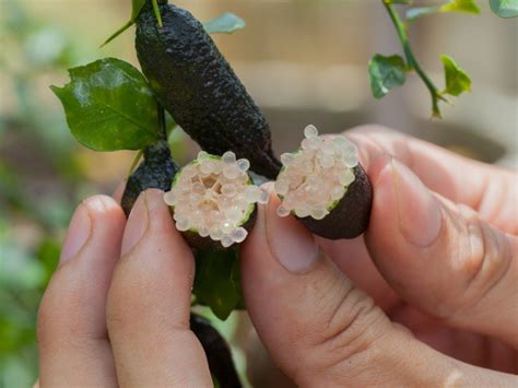 casa e giardino variegate finger lime microcitrus australasica citron caviale lime innestate