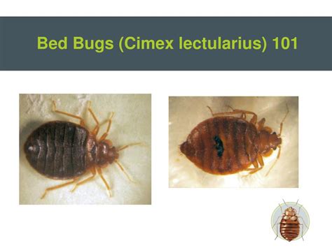 Ppt Bed Bugs Powerpoint Presentation Id210718