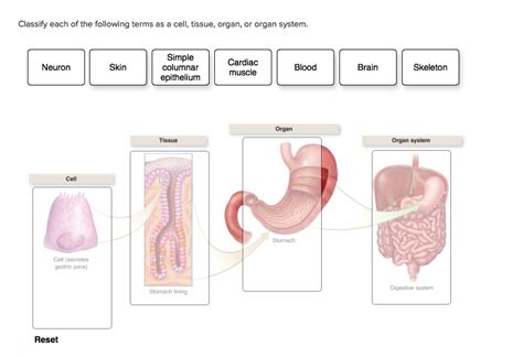 Maybe you would like to learn more about one of these? Solved: Classify Each Of The Following Terms As A Cell, Ti ...