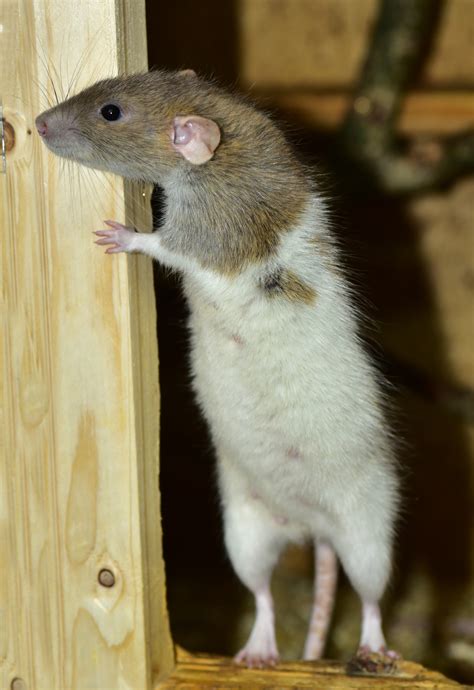 Free Images Sweet Mouse Cute Standing Fur Small Mammal Rodent