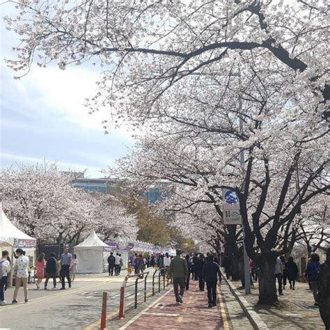 Seoul Cherry Blossom — Top 9 Best Places To See Cherry Blossoms In