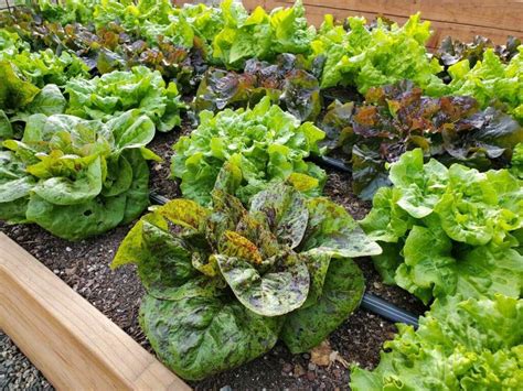 growing lettuce how to plant protect and harvest lettuce ~ homestead and chill