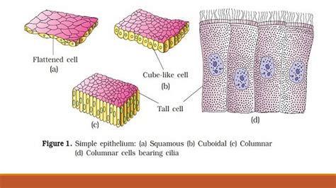 DIAGRAM Microscope Epithelial Cell Diagram MYDIAGRAM ONLINE