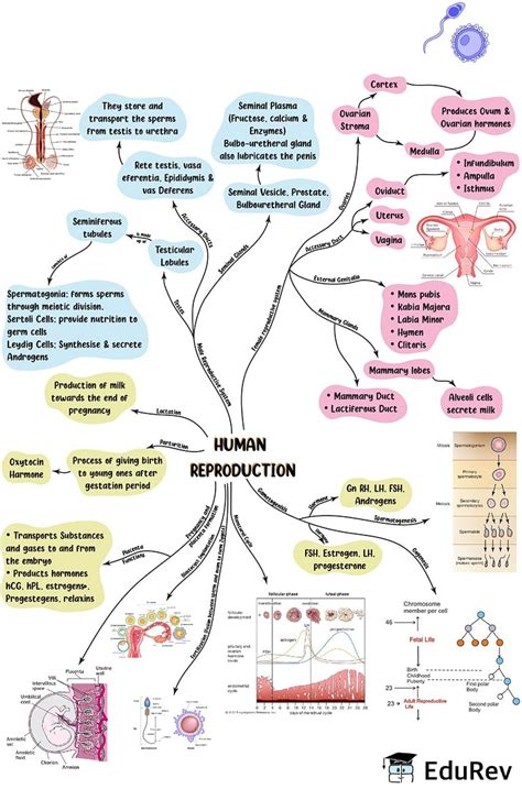 Neet Biology Human Male Reproductive System Concept Map Porn Sex Picture