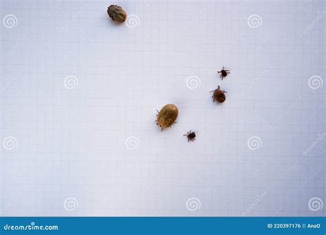 Acarus Parasites Several Ticks Removed From A Dog After Walking On