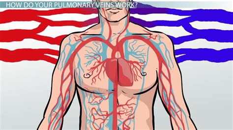 Pulmonary Veins Function Definition And Anatomy Video And Lesson