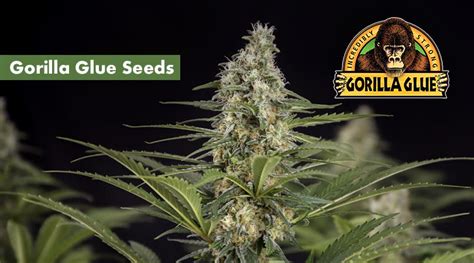 Where To Buy The Best Gorilla Glue Seeds Online 10buds
