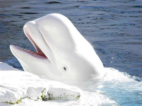 Arctic Beluga Béluga Baleine Blanche Animaux