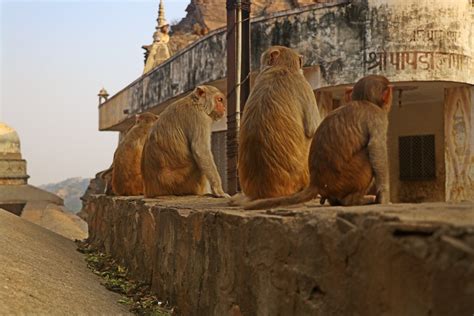 Monkey Temple Galtaji Jaipur Rajasthan India In 2020 Rajasthan India
