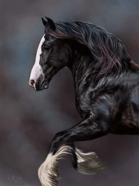 Gorgeous Dark Black Horse With A White Face Blaze And Feathered Feet