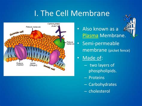 Ppt Cell Membrane And Passive Transport Powerpoint Presentation Id