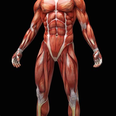 Anatomia Corpo Humano Fotos