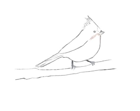 Tufted Titmouse Clipart 20 Free Cliparts Download Images On