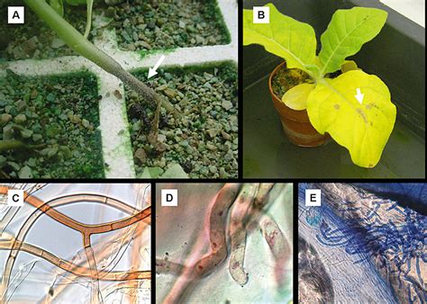 Common names of diseases, the american phytopathological society. Tobacco leaf spot and root rot caused by Rhizoctonia ...