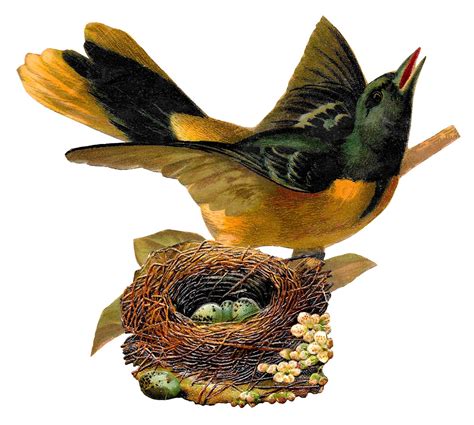 Vintage Bird Nest Illustration