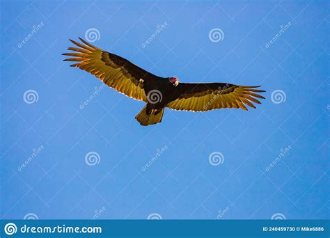 Turkey Vulture Soaring In Blue Sky Stock Photo Image Of Head