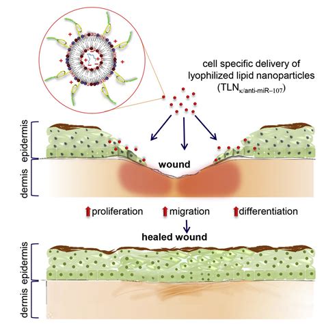 Topical Lyophilized Targeted Lipid Nanoparticles In The Restoration Of