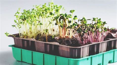 How To Grow Hydroponic Microgreens In Just Few Steps