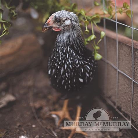 Murray Mcmurray Hatchery Silver Laced Wyandottes