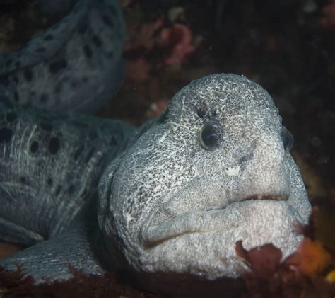 Wolf Eel Facts Habitat Diet Life Cycle Baby Pictures